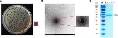 Lytic Bacteriophage PZL-Ah152 as Biocontrol Measures Against Lethal Aeromonas hydrophila Without Distorting Gut Microbiota